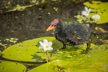 A fluffy young dusky moorhen chick rests on a green, round lily pad between white fluffy flowers in a canal in Robina on the Gold Coast in Queensland, Australia.