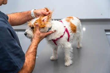 Veterinarian examining ear of jack russell terrier dog on table