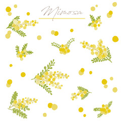 ミモザの手描き水彩画イラストセット