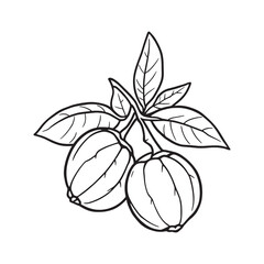Fresh garcinia atroviridis fruit illustration in detailed line drawing