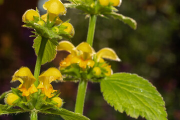 Lamium galeobdolon, commonly known as yellow archangel or yellow weasel-snout, is a widespread wildflower in Europe.