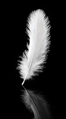Delicate white feather, elegant and smooth, on a black background