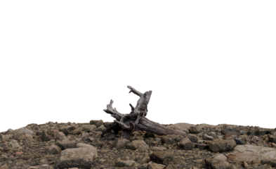 Driftwood snag rests on a bed of rocks.  Gray, weathered wood piece with exposed roots, sits atop a collection of various-sized stones