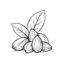 Hand drawn almonds with leaves natural outline style