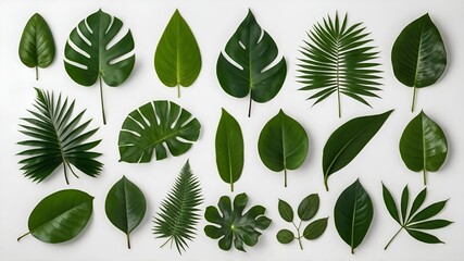 Collection of various green tropical leaves isolated on white background. Tropical Leaf Collection, capturing the essence of paradise with various shapes, Various leaf shapes, sizes