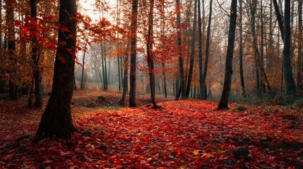 Fototapeta premium Vibrant Autumn Forest with Healing Drone Shot/鮮やかな秋の森：癒しのドローン撮影3
