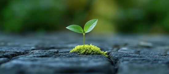 Seedling sprouts, stone ground, nature backdrop, growth