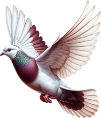 white Pigeon flying