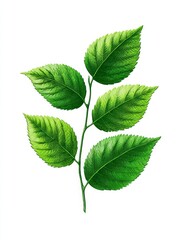 Fototapeta premium Vibrant Green Leaf Sprig - Close-up of a lush green sprig with five leaves, perfect for nature-themed designs and backgrounds