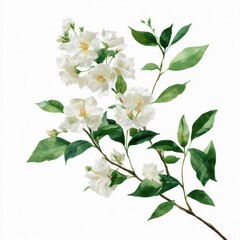 Fototapeta premium Floral branch with blossoms isolated on white background