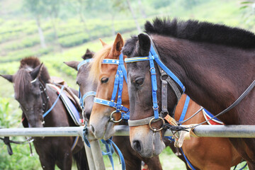 horses in a barn near tea plantation