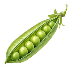 Fresh Green Peas in Pod  Vegetable Image High Resolution isolated on transparent background