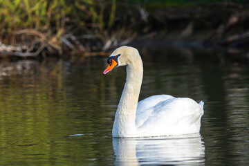 Obraz premium Cygne tuberculé (Cygnus olor) sur l'eau – majestueux oiseau aquatique en pleine nature