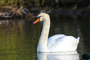 Naklejka premium Cygne tuberculé (Cygnus olor) sur l'eau – majestueux oiseau aquatique en pleine nature