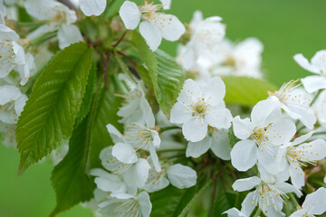 blooming flowers on cherry tree branch close up on blurred background