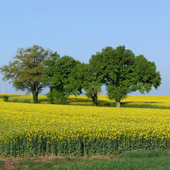 arbres dans le champ