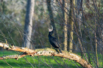 Grand cormoran (Phalacrocorax carbo) sur une branche, bec ouvert – oiseau en posture amusante, expression drôle