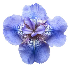 Stunning Blue Iris Flower Closeup Black Background