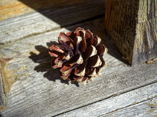 Spruce cones lie on the doorstep of the house