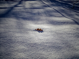Oak leaf lying in the snow on a clear day