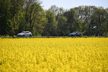 rzepak żółty pola rzepaku kwitnie wiosna krajobraz © Miroslaw