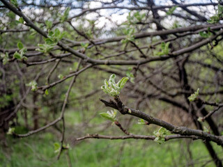 Young leaves blooming on a tree in spring