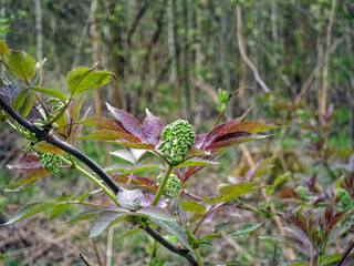 Young leaves blooming on a tree in spring