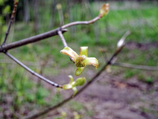 Young leaves blooming on a tree in spring