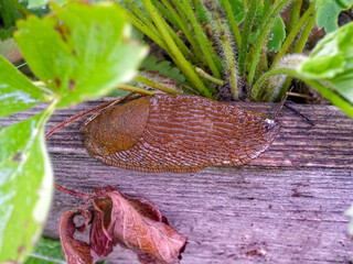 Large brown slug on a board in the garden