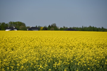 Obraz premium rzepak żółty pola rzepaku kwitnie wiosna krajobraz