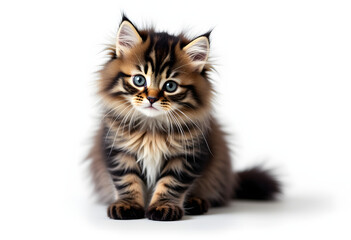 Fluffy Maine Coon Kitten Sitting on White Background – Studio Portrait of Curious Cat