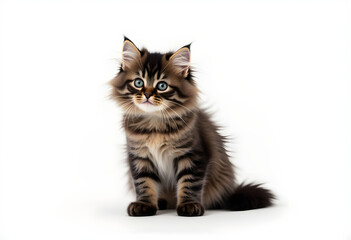 Obraz premium Fluffy Maine Coon Kitten Sitting on White Background – Studio Portrait of Curious Cat