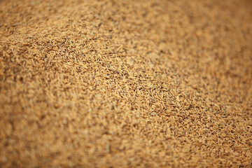 Close-Up View of Natural Brown Seeds on Organic Surface Texture