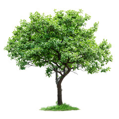 Obraz premium Lush green tree isolated on black background