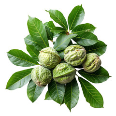 Green Nuts on Lush Leaves Isolated on Black Background