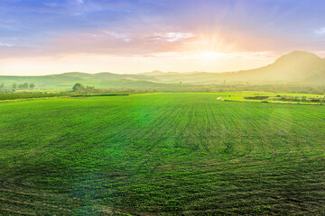 green spring farmland landscape of beautiful field with rows of vegetables and young fresh gardens...