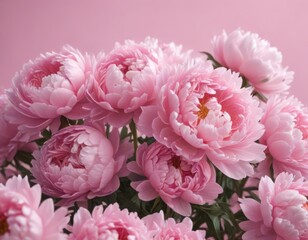 Tightly packed pink peonies, ethereal feel, soft pink backdrop , close-up, petals, romance