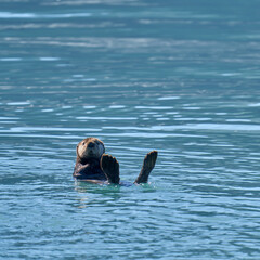 Fototapeta premium Sea otter Valdez