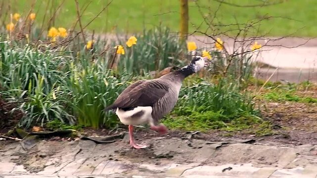 Hybride bernache du Canada (Branta canadensis) x Oie &agrave; t&ecirc;te barr&eacute;e (Anser albifrons) sur un &icirc;lot au Bois de Boulogne &ndash; oiseaux sauvages en milieu aquatique