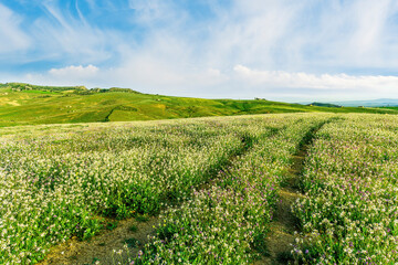 Spring meadow road leading to green flowering hills. Rustic andscape with beautiful green grassland. Nature landscape for concept and design.