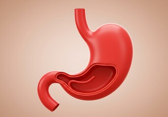 A 3d human stomach anatomy 