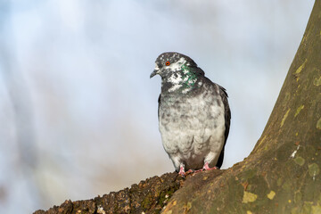 Pigeon biset leucique (Columba livia) posé sur un arbre – oiseau avec plumage clair dans son habitat naturel