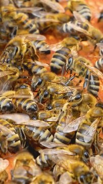 Many bees crawl on a wooden frame inside a beehive in an apiary. Production of natural bee honey