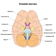 Adobe Illustrator Artwork. The cranial nerves with pointers. Vector illustration