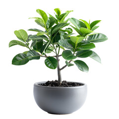Lush Green Plant in Gray Pot Black Background