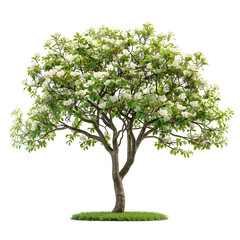 Obraz premium Flowering Dogwood Tree in Full Bloom Isolated on Black Background