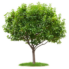 Obraz premium Lush Green Sapodilla Tree Isolated on Black Background,