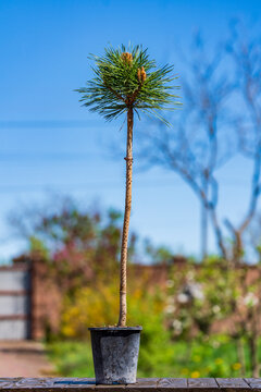 Pinus densiflora Jane Kluis on standard form in pot for sale on tree nursery farm. Young pine seedlings prepared for landscape design decoration. Prickly pine ready for planting in garden