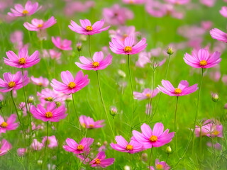 Fototapeta premium a vibrant field filled with numerous pink Cosmos flowers in full bloom, creating a beautiful and colorful scene.