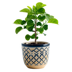 Obraz premium Lush Green Plant in Decorative Pot